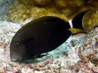 Acanthurus_auranticavus