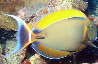 Acanthurus_bariene