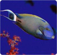 Acanthurus_fowleri