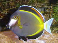 Acanthurus_japonicus