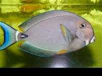 Acanthurus_leucocheilus