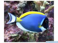 Acanthurus_leucosternon