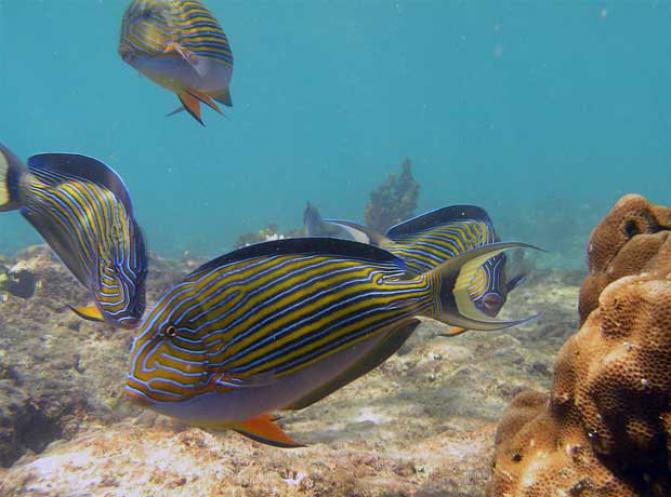 Acanthurus_lineatus