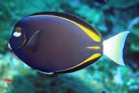 Acanthurus_nigricans