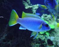 african_AceiCichlid1