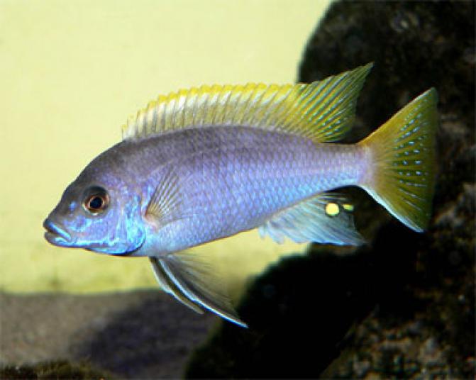 african_AceiCichlid2