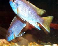 african_AceiCichlid3