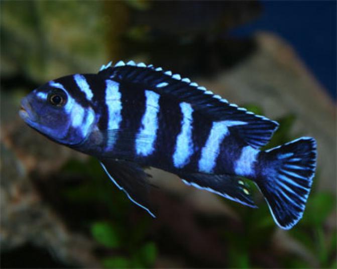 african_demasoni3