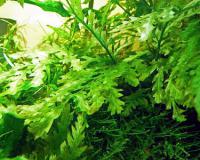 africanwaterFern1