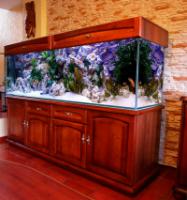 akwarium_malawi_exclusive_super_argus