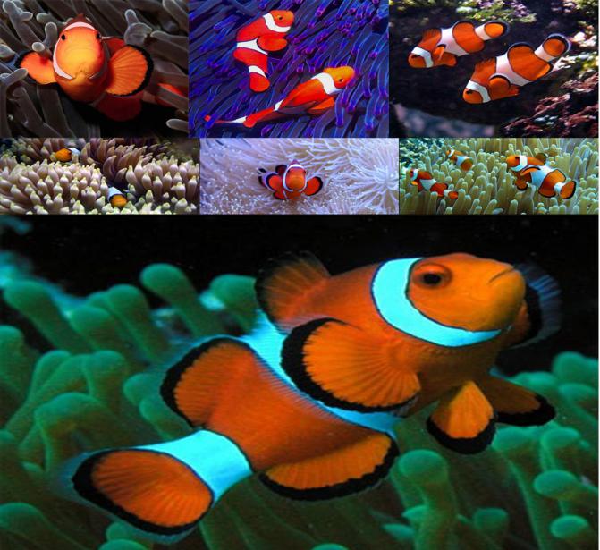 Amphiprion_ocellaris