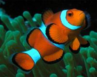 Amphiprion_ocellaris_blazenek