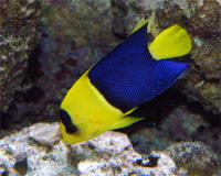 angel_bicolor3