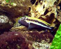 auratusCichlid1