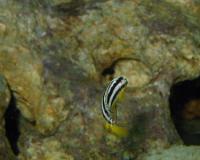 auratusCichlid3