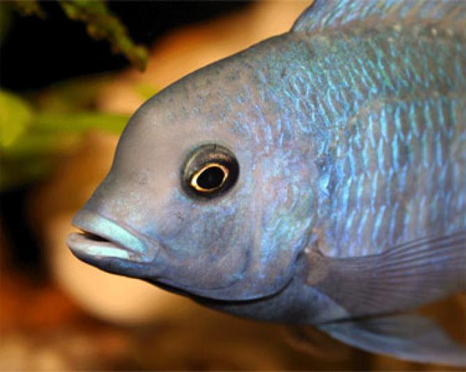 blueDolphin4