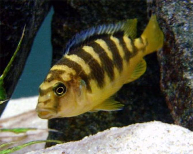 bumbleeBeeCichlid1