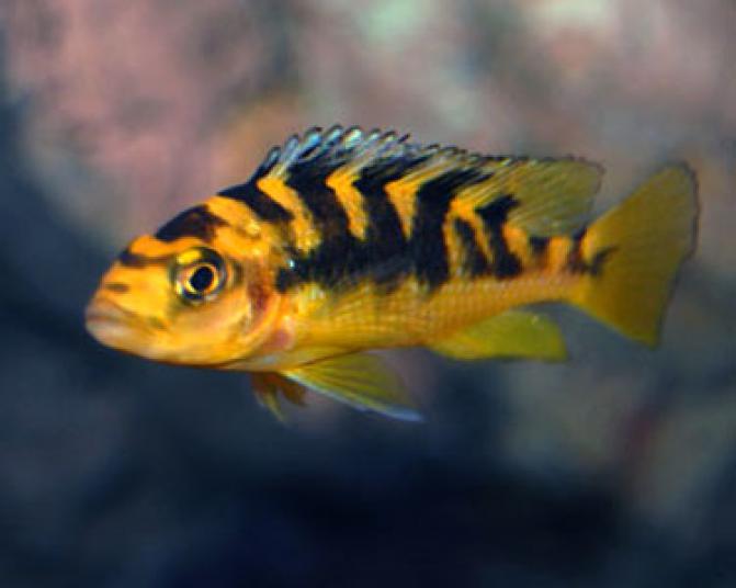bumbleeBeeCichlid3