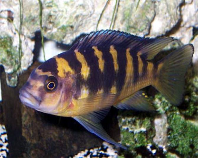 bumbleeBeeCichlid4