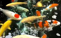 carp_koi_top