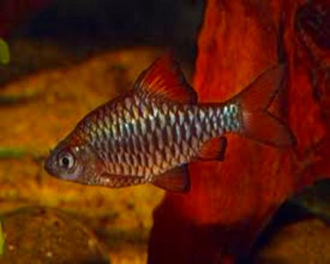 CheckeredBarb4
