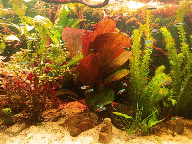 echinodorus_paul_klocker