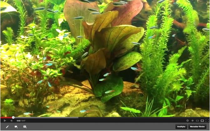 echinodorus_paul_klocker