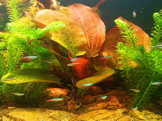 echinodorus_paul_klocker_zabienica1