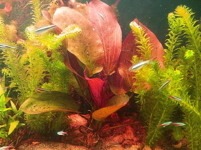 echinodorus_paul_klocker_zabienica2