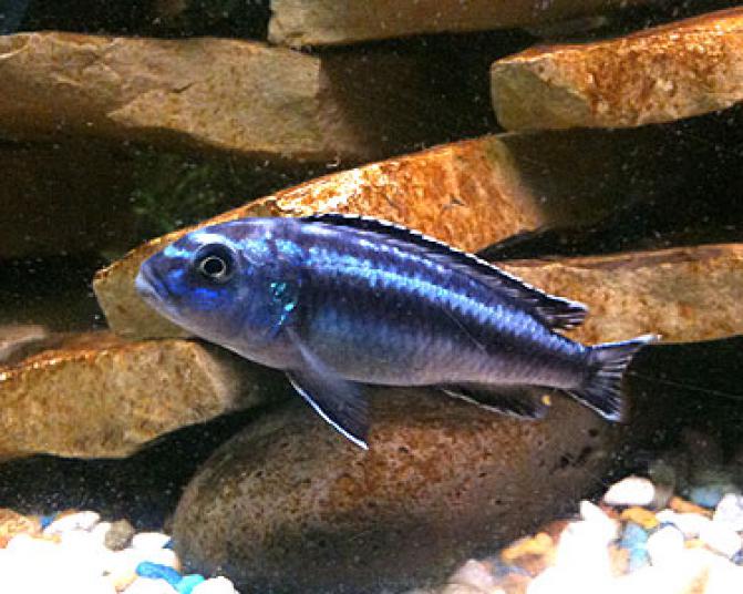 electricblueJohannii2