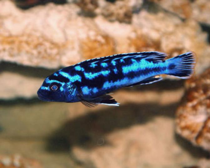 electricblueJohannii4