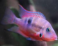 fireMouth1