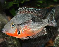 fireMouth2