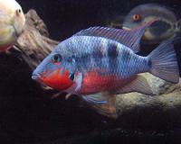 fireMouth3