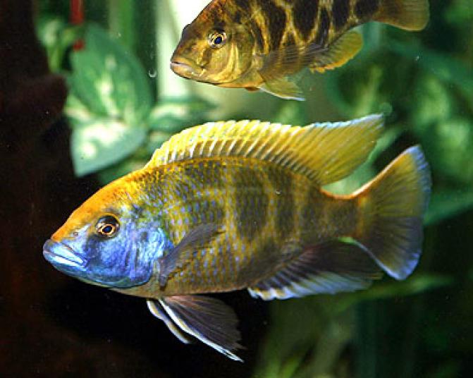 giraffeCichlid1