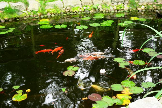 karp_koi_hodowla