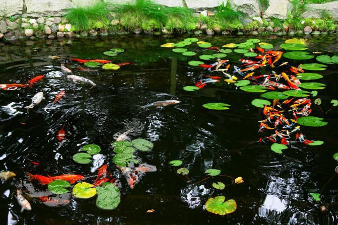 karp_koi_karas_ozdobny_hodowla1