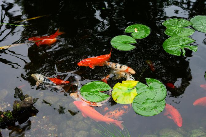 karpie_koi