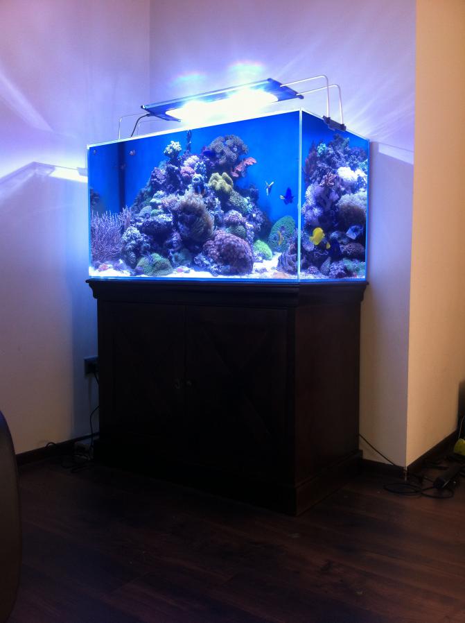 pro_reef_aquarium