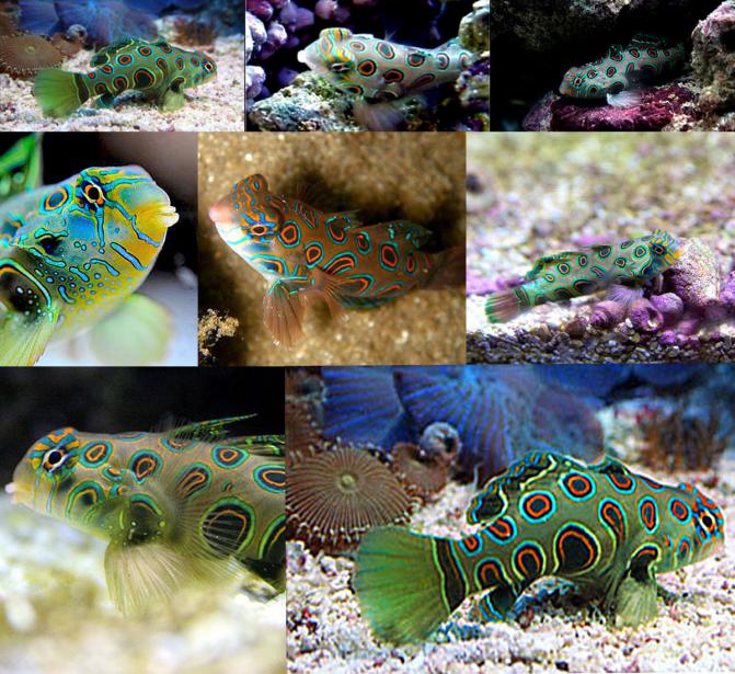 Synchiropus_picturatus_mandaryn