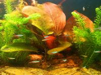 Echinodorus Paul Klocker- żabienica