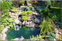 Kompletny ogród wodny z oczkiem 1000 litrów