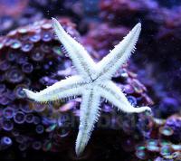 Rozgwiazda piaskowa Archaster angulatus