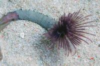 Rurówka Sabellastarte spp.