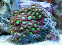 Zoanthus spp. 30 S/M
