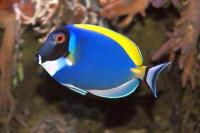Acanthurus leucosternon M