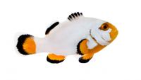 Amphiprion ocellaris S Hodowlany Platinum
