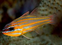 Apogon cyanosoma M