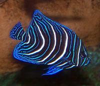 Pomacanthus semicirculatus L