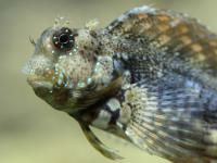 Salarias fasciatus M